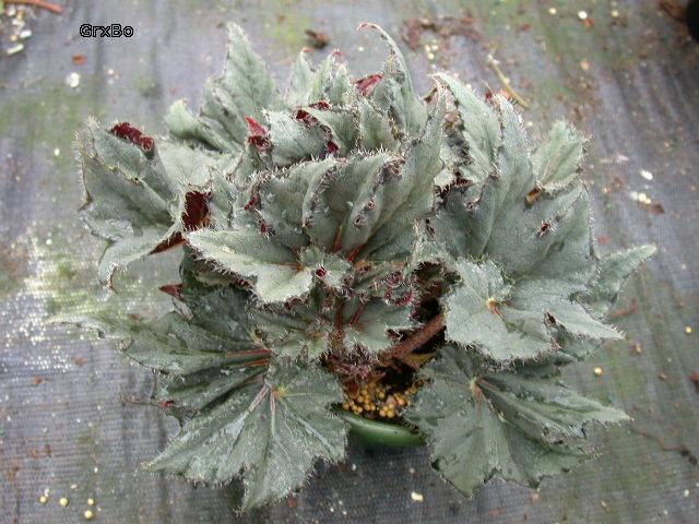 B. ‘GrxBo001’
